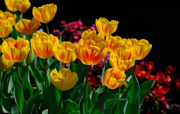 Picture flowers, yellow, red, spring, petals, garden, tulips, black background