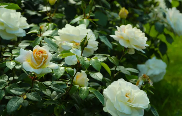 White, roses, blooming