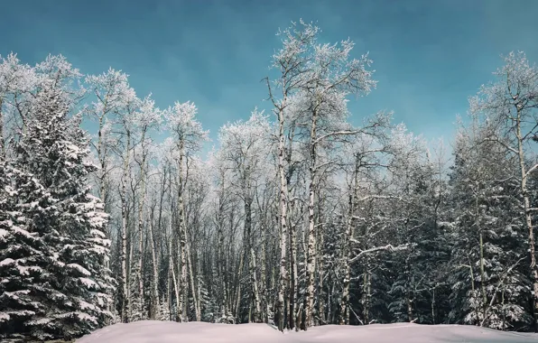 Picture winter, forest, birch