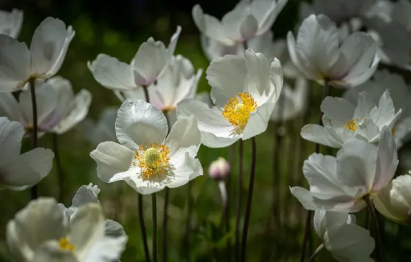 Spring, petals, white, Anemones, Anemone