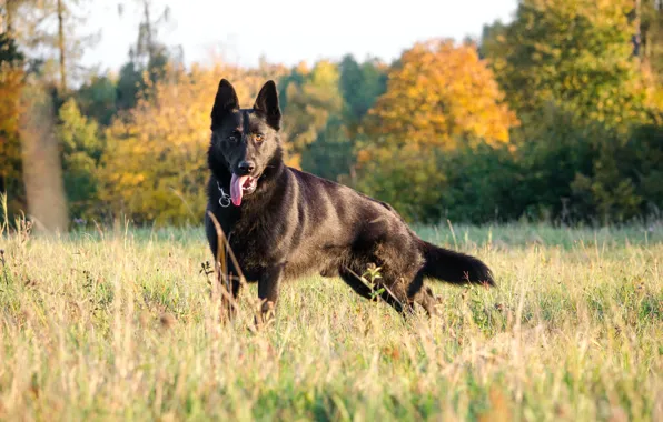 Dog, Wood, Happy, Field, Trees, Animal, German Shepherd, Anna Dudkova