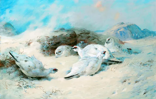 Winter, Bird, Snow, Picture, Archibald Thorburn, Archibald Thorburn,, Scottish painter, Partridges