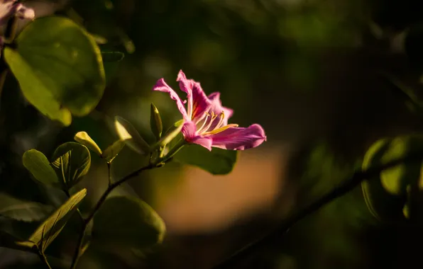 Flower, petals, pink