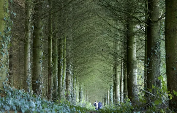 Autumn, forest, nature