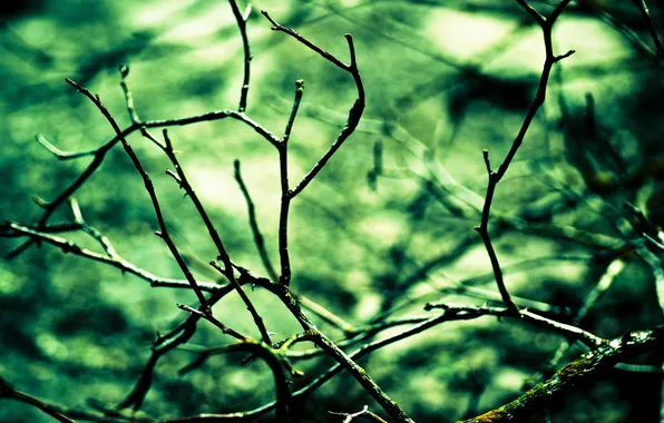 Picture macro, branches, nature, background, tree, Wallpaper, plants, image
