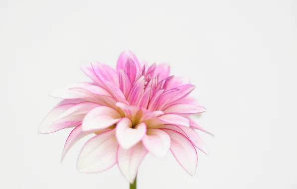Picture macro, petals, dahlias