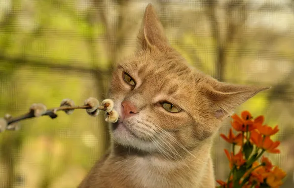 Cat, cat, look, flowers, branches, pose, portrait, spring