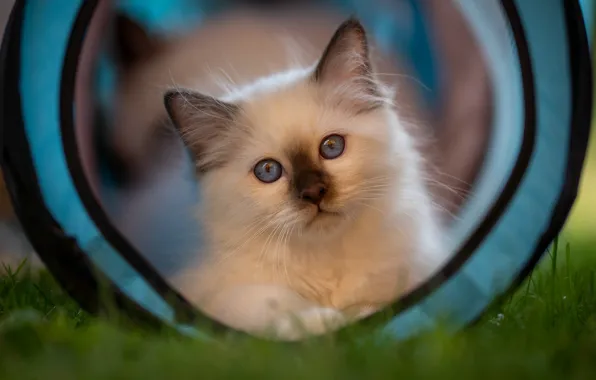 Cat, summer, grass, cat, look, nature, kitty, basket