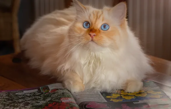 Picture cat, cat, journal