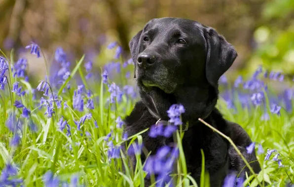 Flowers, dog, bells, Labrador Retriever