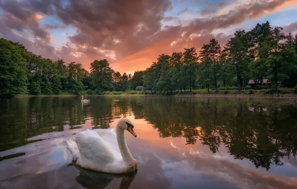 Trees, sunset, birds, lake, reflection, swans