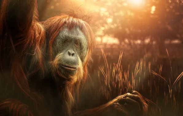 Nature, background, monkey