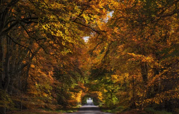 Road, autumn, forest, trees, nature, Park, branch, foliage