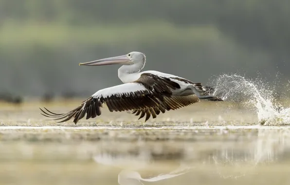 Bird, flight, Pelican
