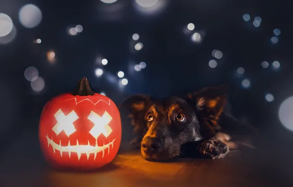 Picture each, dog, pumpkin