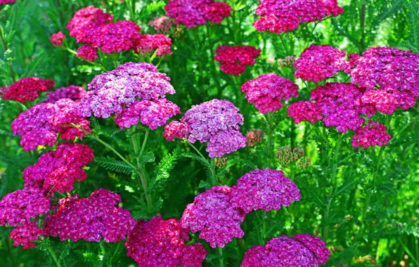 Greens, flowers, pink, closeup, verbena