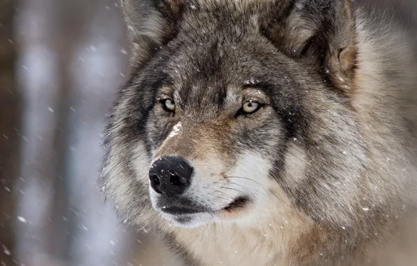Winter, look, face, snow, close-up, grey, background, wolf