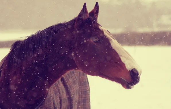 Picture winter, animals, face, snow, background, horse, Wallpaper, horse