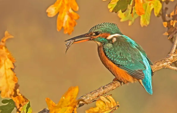 Picture autumn, leaves, fish, branches, bird, mining, Kingfisher