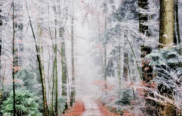 Frost, road, forest