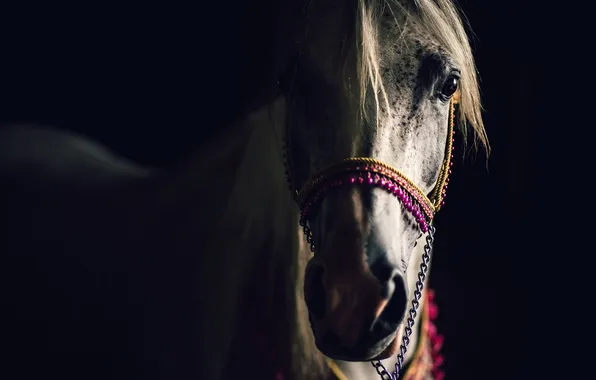 Picture face, macro, horse