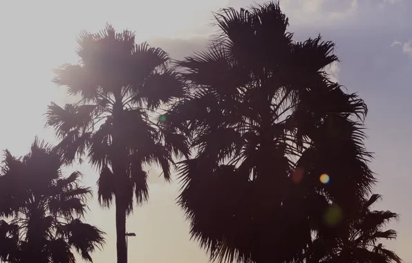 The sky, leaves, trees, palm trees