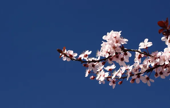 Picture color, branch, Sakura