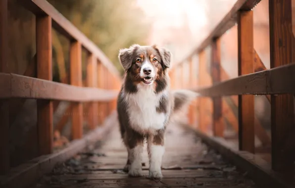 Picture bridge, dog, by KristynaKvapilova