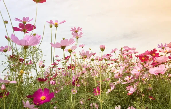 Field, summer, the sky, flowers, summer, pink, field, pink