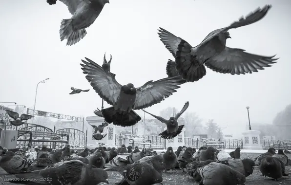Picture winter, the sky, snow, birds, the city, mood, street, wings