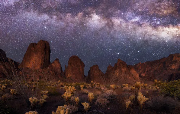 Mountains, night, cacti