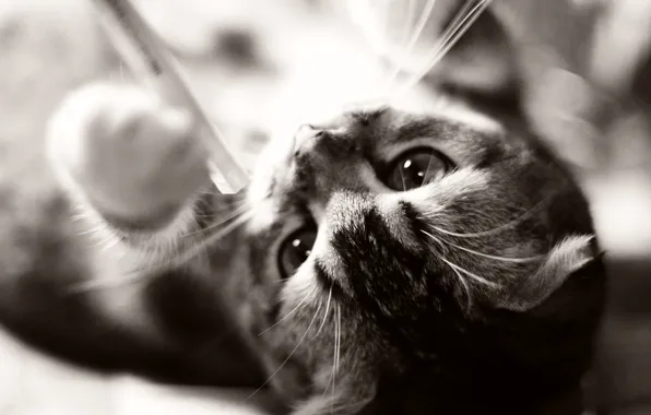 Cat, cat, kitty, animal, kitten, cat, animal