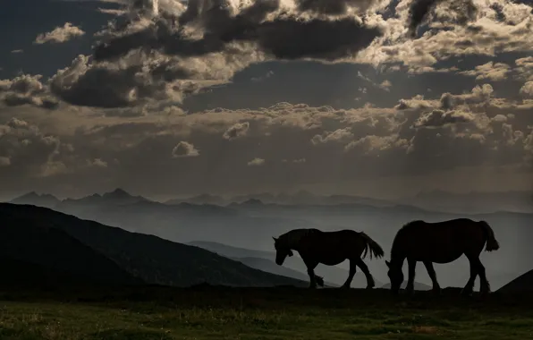 Field, the sky, clouds, light, mountains, fog, horses, morning