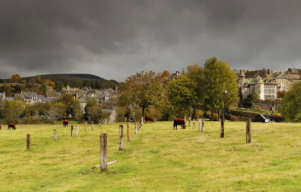 Field, castle, cows, village, pasture, meadow, houses, settlement