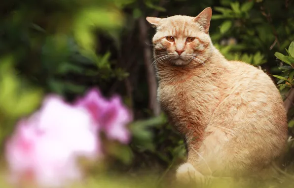 Cat, cat, look, flowers, nature, blur, garden, red