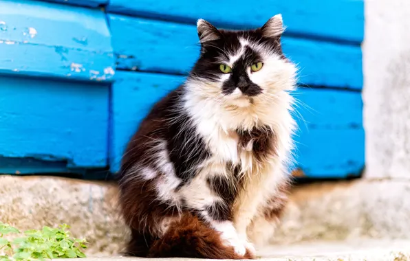 Cat, cat, look, black and white, Board, fluffy, sitting, blue background