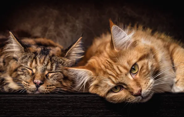 Picture cat, cats, the dark background, grey, stay, cats, portrait, red