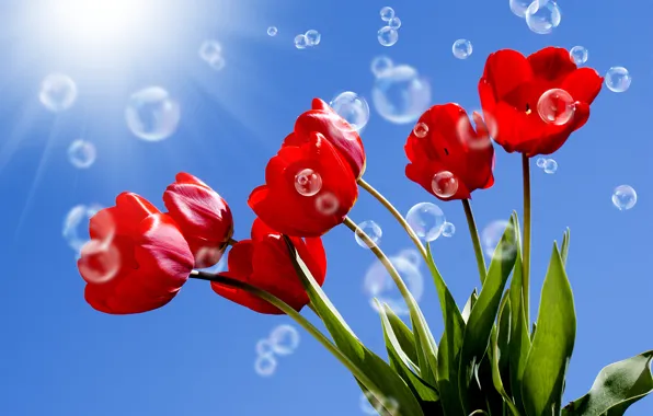 The sky, leaves, the sun, rays, bubbles, stems, tulips, red
