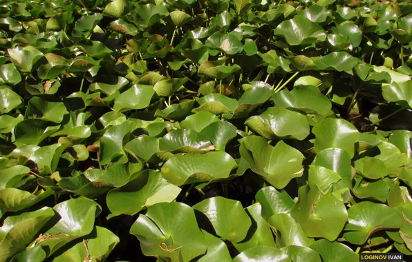 Picture green, pond, garden, Lily, Logins, Sukhum