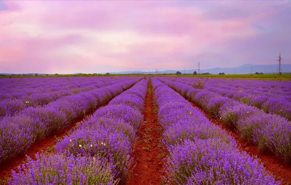 Picture Sunset, Nature, Nature, Sunset, Lavender, Lavender, lavender field, Lavender field