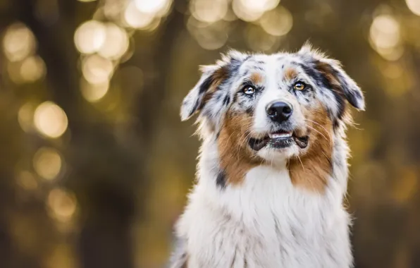 Picture autumn, portrait, dog, bokeh, Aussie, Wallpaper from lolita777