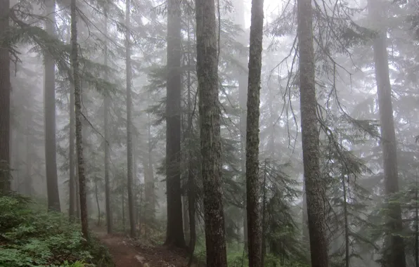 Download wallpaper forest, trees, nature, fog, USA, path, Pacific Crest ...