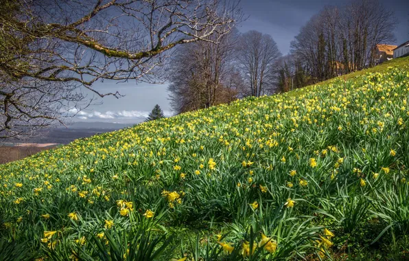 Picture trees, landscape, flowers, nature, spring, slope, daffodils