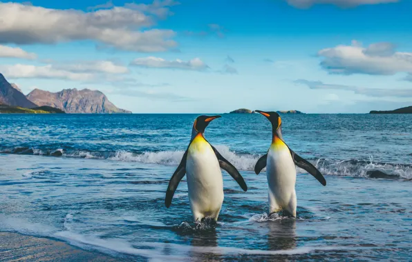 Sea, birds, penguins, pair, two