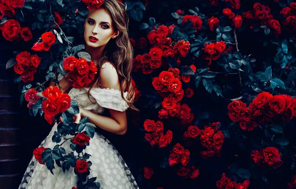 Girl, flowers, roses, dress, rose Bush, Ruslan Bolgov