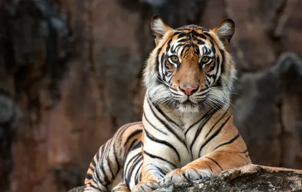 Picture look, face, nature, tiger, stones, background, portrait, lies