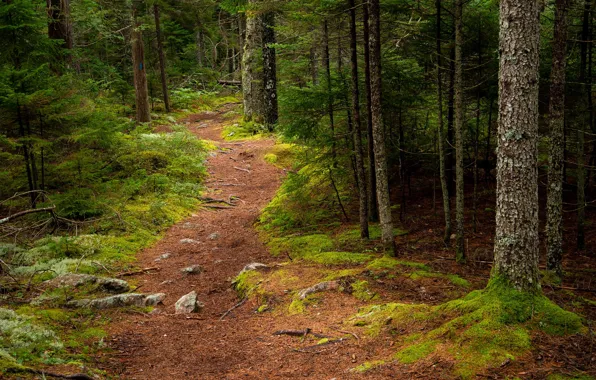 Picture forest, trees, path, Maine, Man, Acadia National Park, Acadia national Park