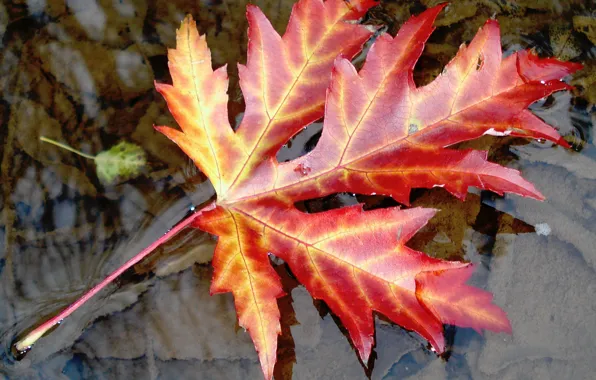 Picture Sheet, Autumn, Autumn, Leaves