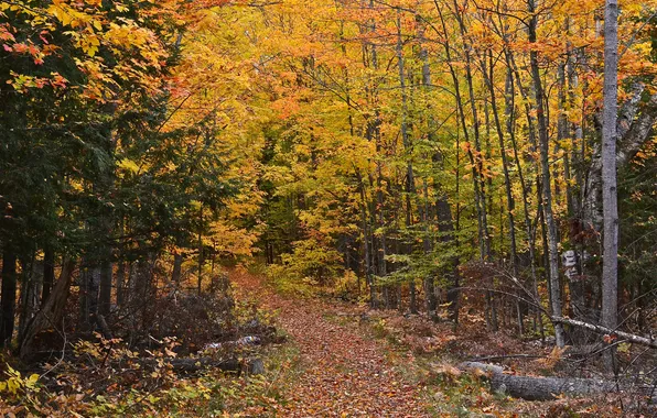 Autumn, forest, path