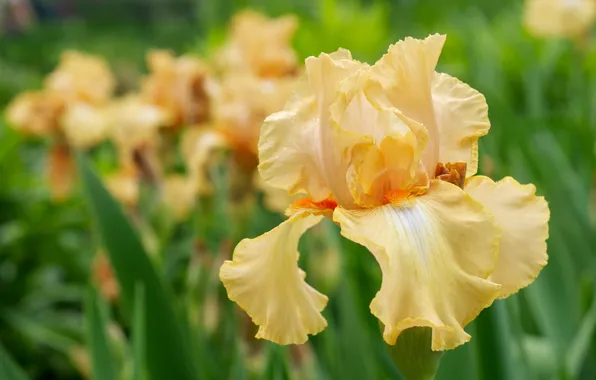 Picture flower, macro, yellow, petals, iris